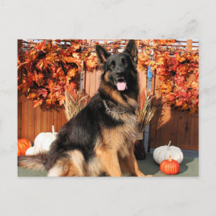 Cabo - German Shepherd Photo#1 Vykort