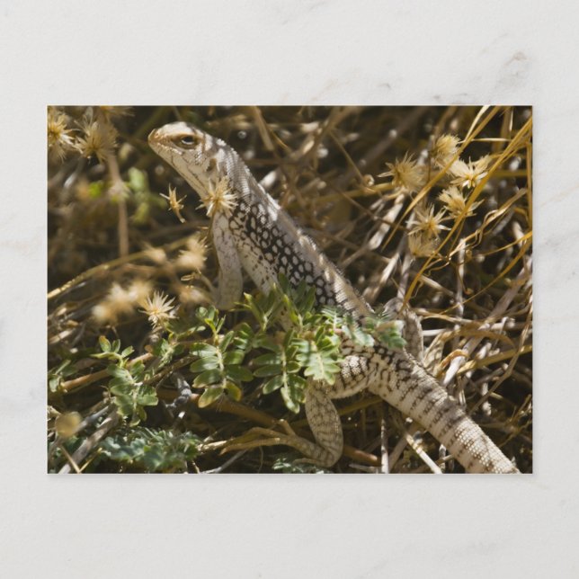 Cabo Lizzard 2 Vykort (Framsida)