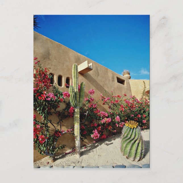 Cabo San Lucas, Baja, Mexiko-blommor Vykort (Framsida)