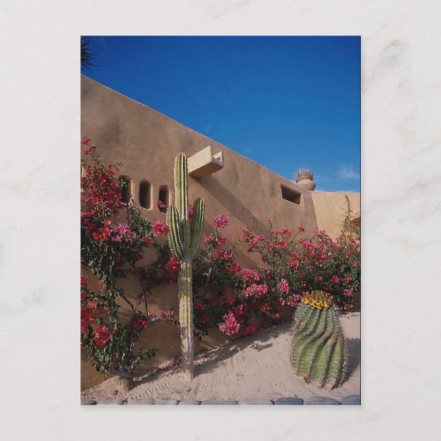 Cabo San Lucas, Baja, Mexiko Vykort (Framsida)