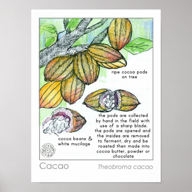 Cacao Cocoa Bean Chocolate Plant Herb Poster (Framsidan)