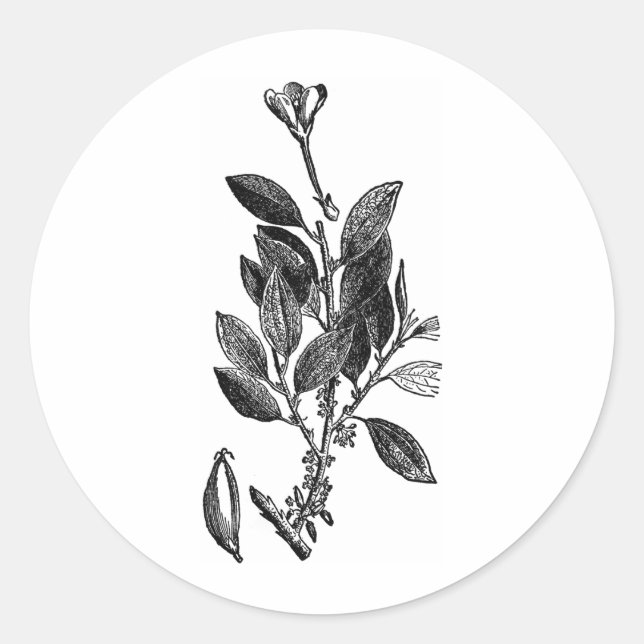 Cacao Plant (Raw Chocolate) Runt Klistermärke (Framsida)