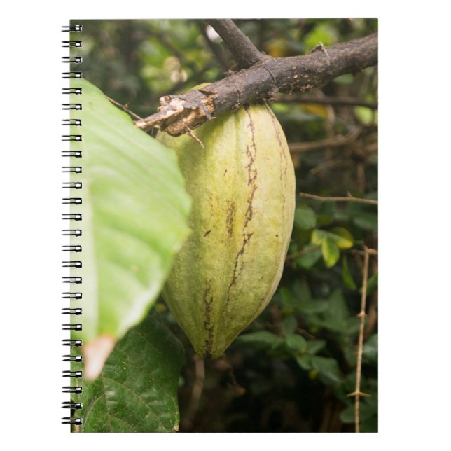 cacao pod anteckningsbok (Framsidan)