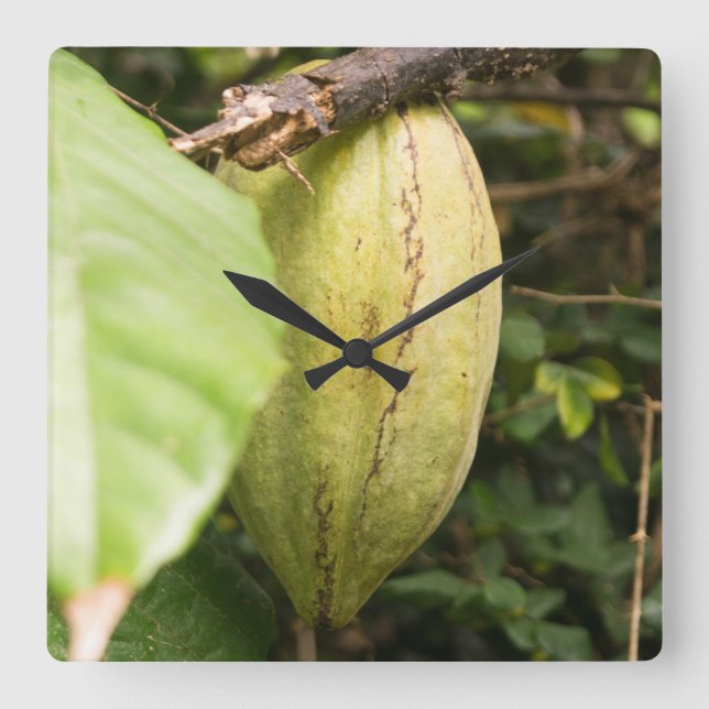 cacao pod fyrkantig klocka (Framsida)