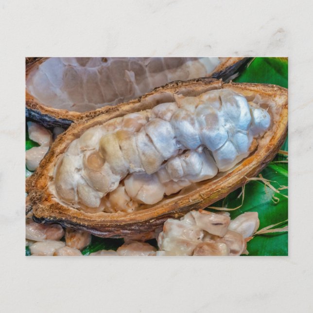 Cacao pod  vykort (Framsida)
