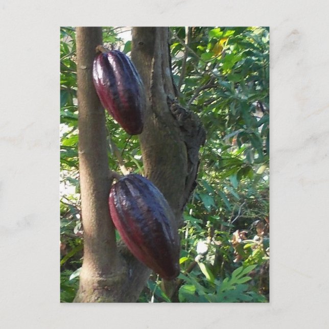 Cacao Träd vykort (Framsida)