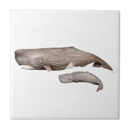 Cachalote, madre y cría kakelplatta