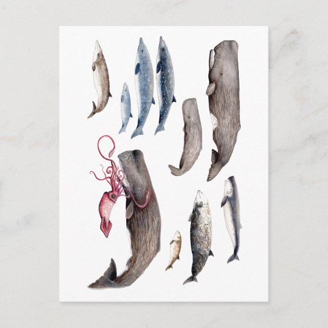 Cachalote y zifios: Ballenas de las profundidades Vykort (Framsida)