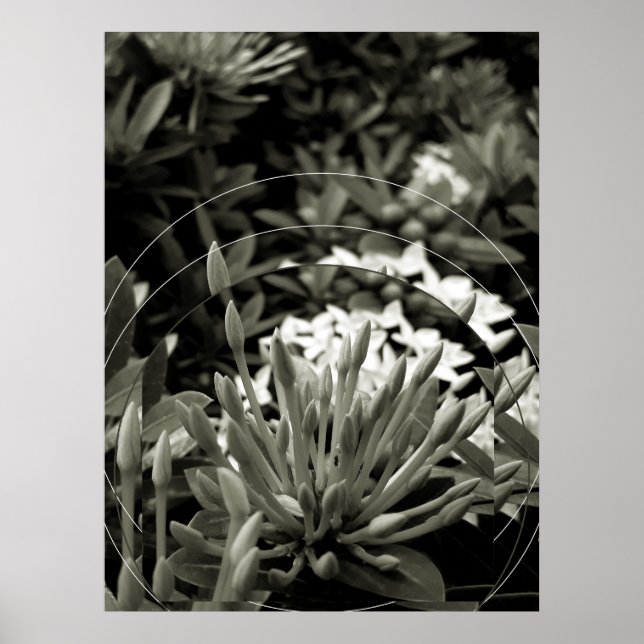 CAcho de Botões Poster (Framsidan)