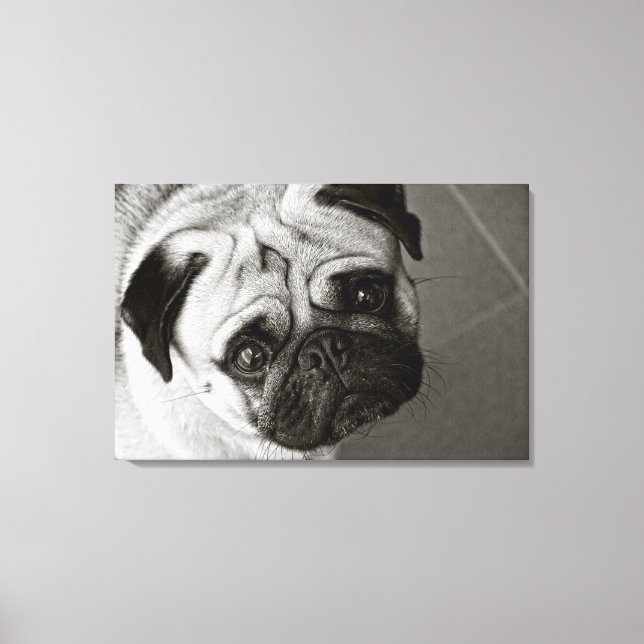 Cachorro de Pug sobre lienzo Canvastryck (Framsida)