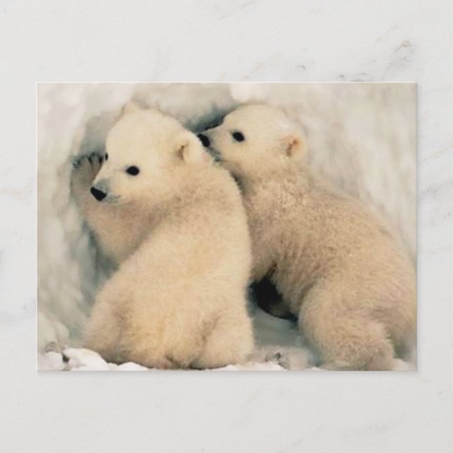 Cachorros de Oso Polar Vykort (Framsida)
