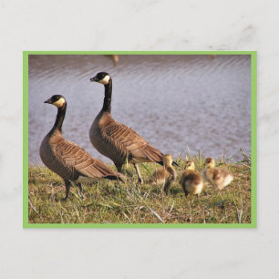 Cackling Canada goose Brood Vykort
