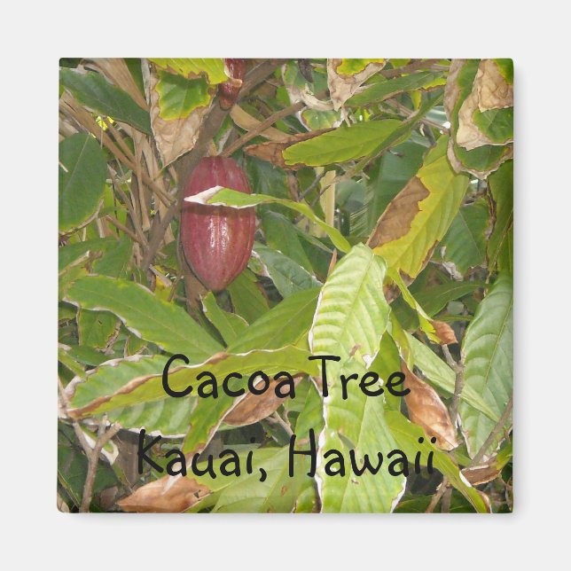 Cacoa Träd i Hawaii Magnet (Framsidan)