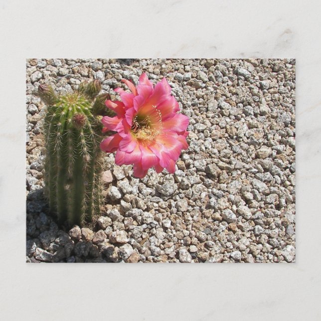Cacti Bloom Vykort (Framsida)