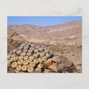 Cacti i Atacama Desert, Chile Vykort