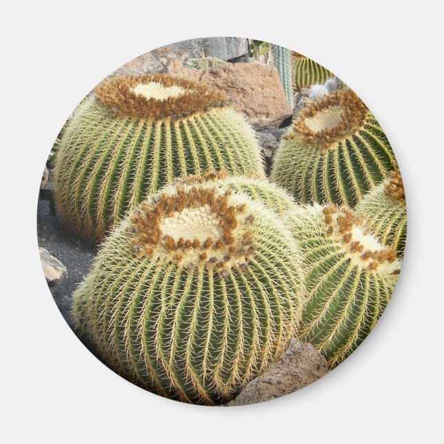 Cacti magnet (Framsidan)