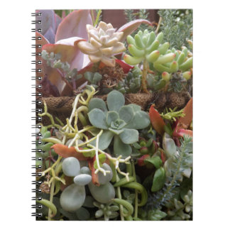 Cacti med flera färgader anteckningsbok med spiral