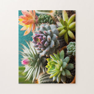 Cacti- och succulents-gruppering pussel