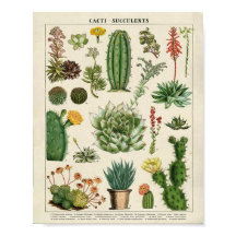 Cacti och Succulents