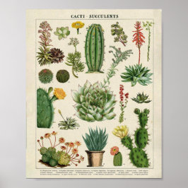 Cacti och Succulents Poster