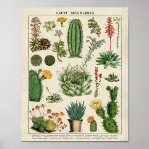 Cacti och Succulents Poster