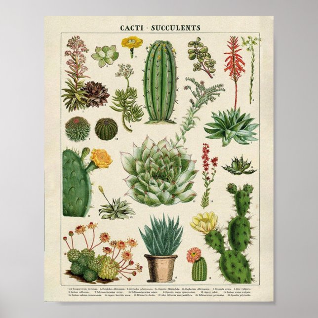 Cacti och Succulents Poster (Framsidan)