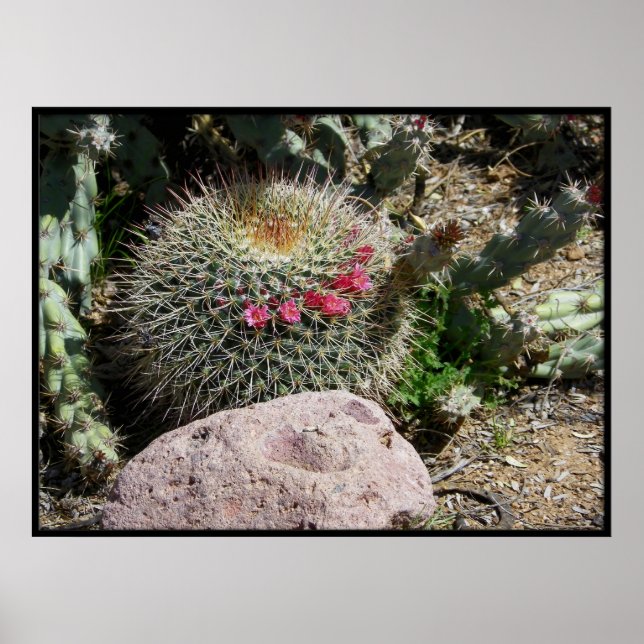 Cacti Poster (Framsidan)