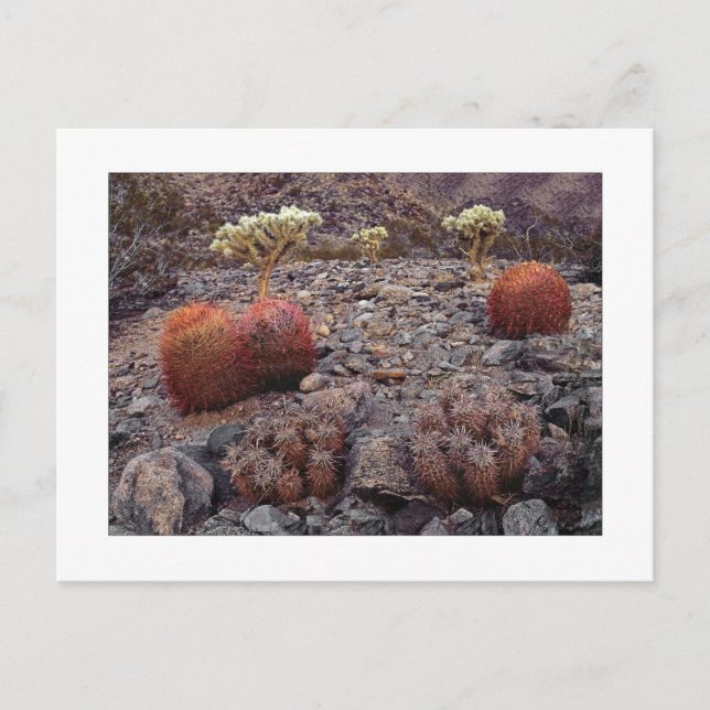 " Cacti Sortpack " Vykort (Framsida)