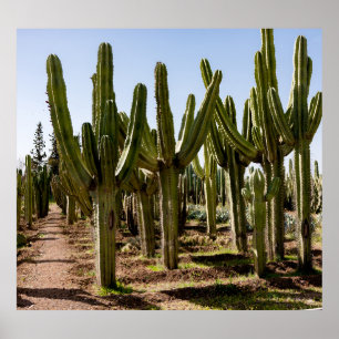 Cacti-trädgård, tropiska ökenlandskap. poster