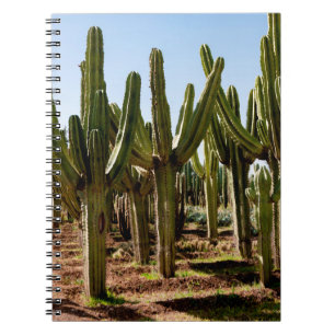 Cacti-trädgården. Grönt lång kaktusar och suckultu Anteckningsbok