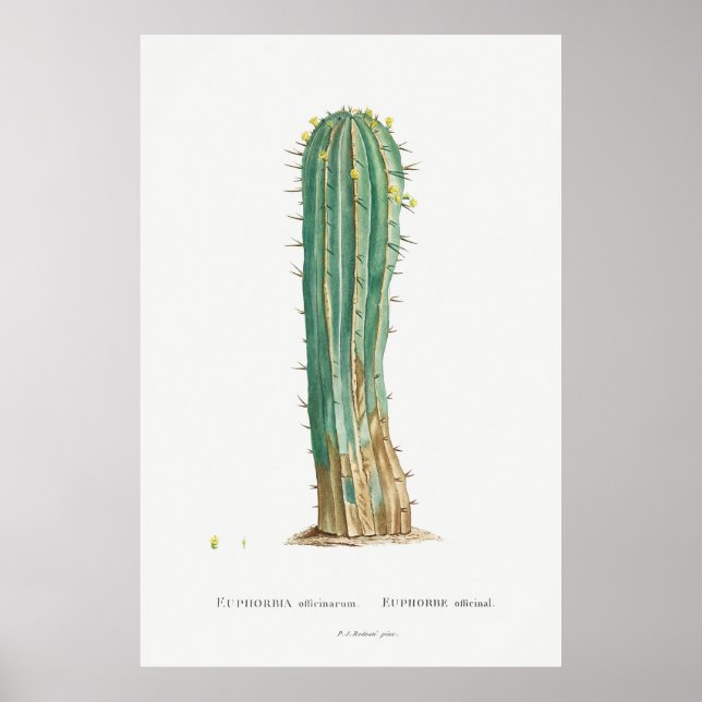 Cacti vintage illustration plant print poster (Framsidan)