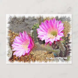 Cactus ポストカード vykort