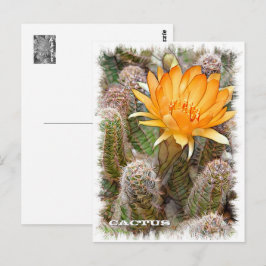 Cactus ポストカード vykort
