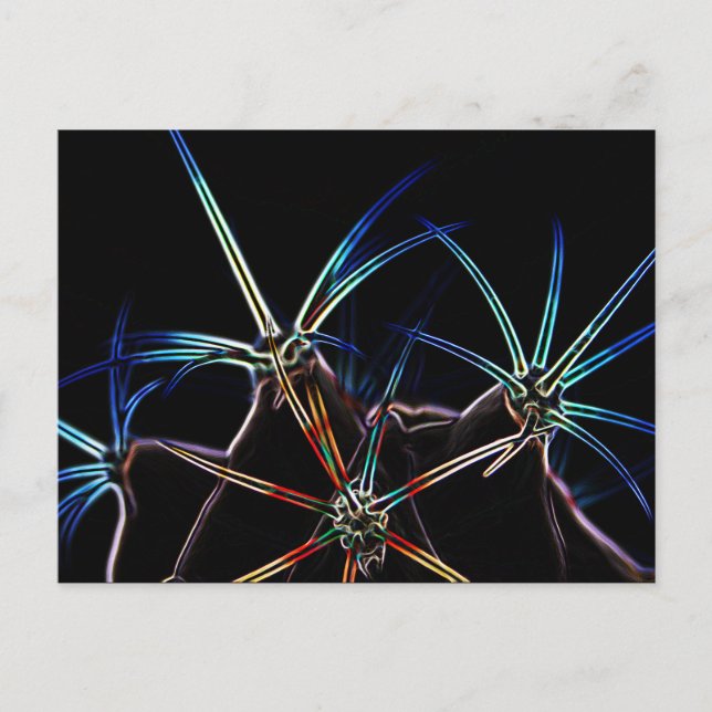 Cactus 1 pccna vykort (Framsida)