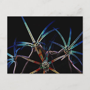 Cactus 1 pccnm vykort