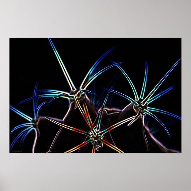 Cactus 1 wapcna poster (Framsidan)