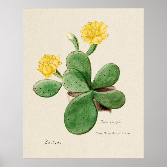 Cactus 2 affisch (Framsidan)