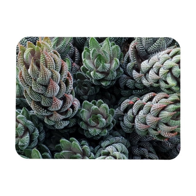 Cactus 3"x4" Magnet (Horisontell)