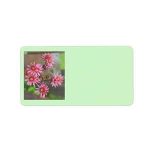 Cactus Adressetiketter