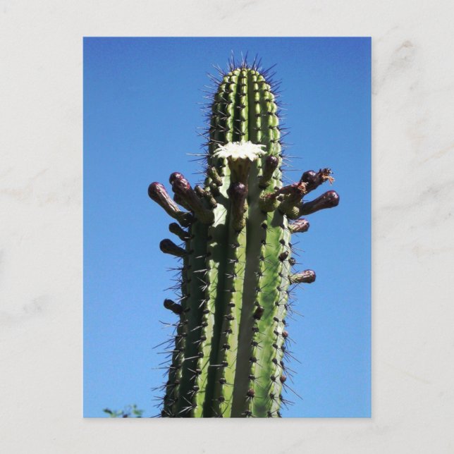 Cactus, Batopilas, Copper Canyon, Mexiko Vykort (Framsida)