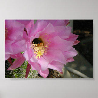 Cactus blomma poster