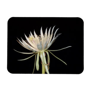 Cactus blommagnet magnet