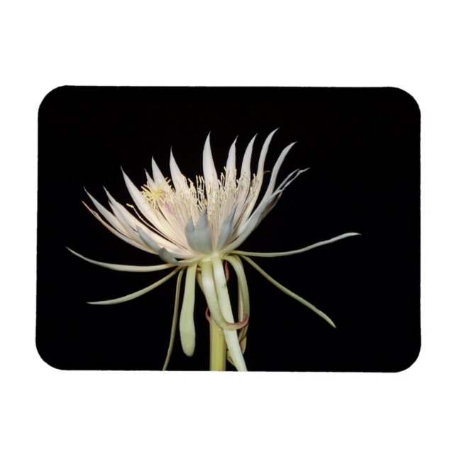 Cactus blommagnet magnet (Horisontell)