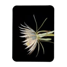 Cactus blommagnet