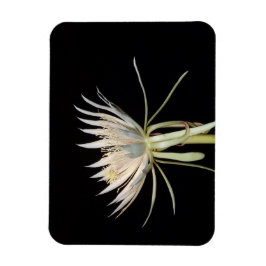 Cactus blommagnet magnet