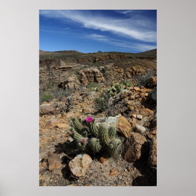 Cactus Blommar Poster (Framsidan)