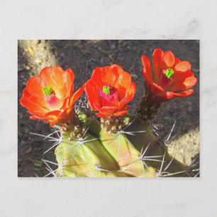 Cactus Blommars Vykort