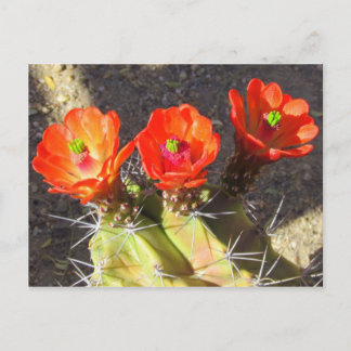 Cactus Blommars Vykort