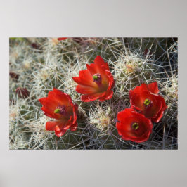 Cactus blommor poster