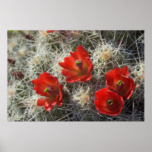 Cactus blommor poster